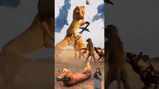 Keseruan MONYET SINGA DAN ANJING Liar Berebut Bola😂 #animals #lion#monkey#wildog#shorts