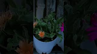 Famous Beautiful Daisy flower opening timelapse Profile