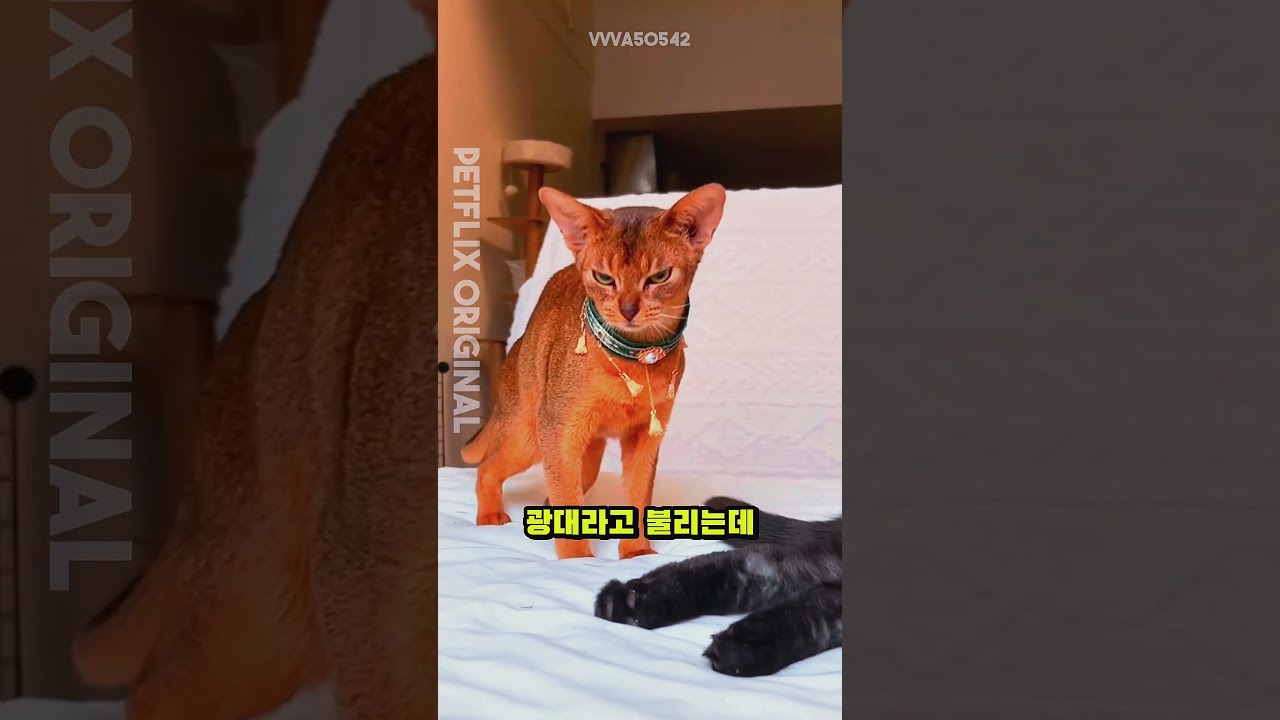 "아비시니안 고양이 성격 & 특징 완벽 정리🐾"