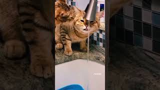 Cat Funny shorts