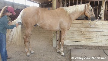 JA Golden Trigger***For info, price, etc., go to our website***ValleyViewRanch.net