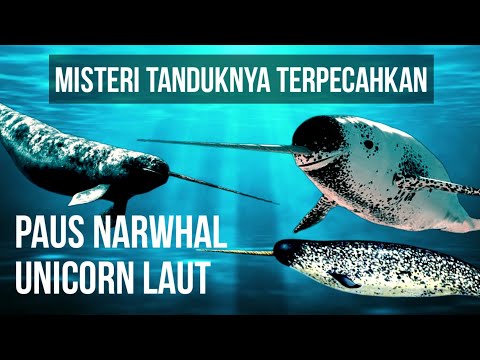 Video: Narwhal: Ciri-ciri Spesies