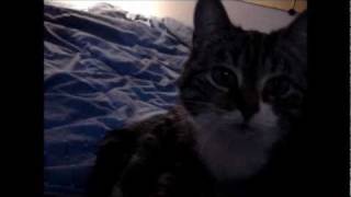 Stina says hello! by TheCatsPyjaaaamas 310,709 views 13 years ago 49 seconds