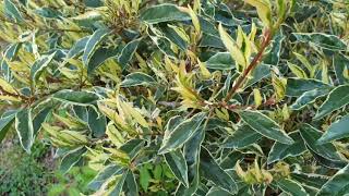 Prunus lusitanica 'Variegata' vavřín portugalský
