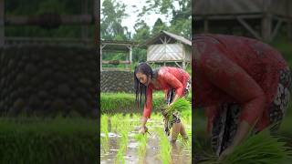 Gadis Desa Menanam Padi Saat Hujan Turun   Momen Sederhana Penuh Makna Di Tengah Sawah