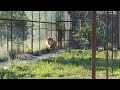 Перекличка из львиного вольера! Тайган Roll call from the lion's enclosure! Taigan