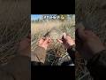Карась-боец на поплавок #рыбалка