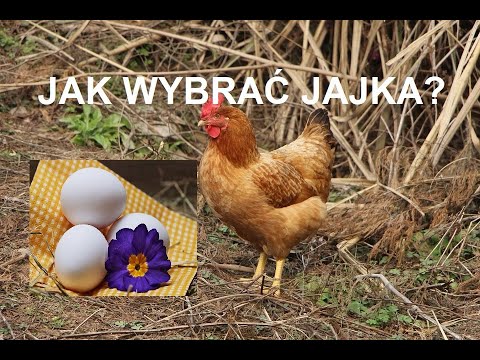 Wideo: Jak Wybrać Jajka