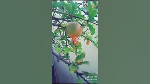 ದಾಳಿಂಬೆ ಹಣ್ಣು/Pomegranate journey ❤️