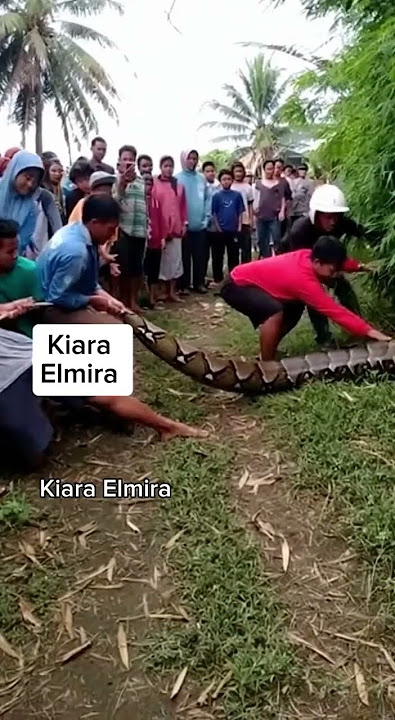 detik detik ular ditarik warga dari dalam semak biking merinding #sora2 #snake #lol #cobra #animals