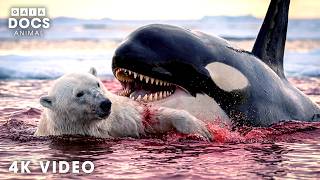 OCEAN KILLERS | Incredible Orca Hunt | Nature Animal Documentary