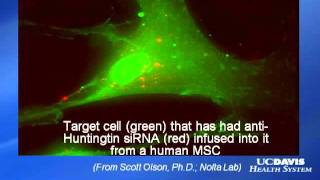 Huntington's Disease: Stem Cell Treatment Strategies at UC Davis