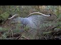 Lyrebirds of the dandenong ranges