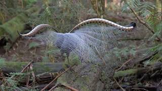 Lyrebirds of the Dandenong Ranges