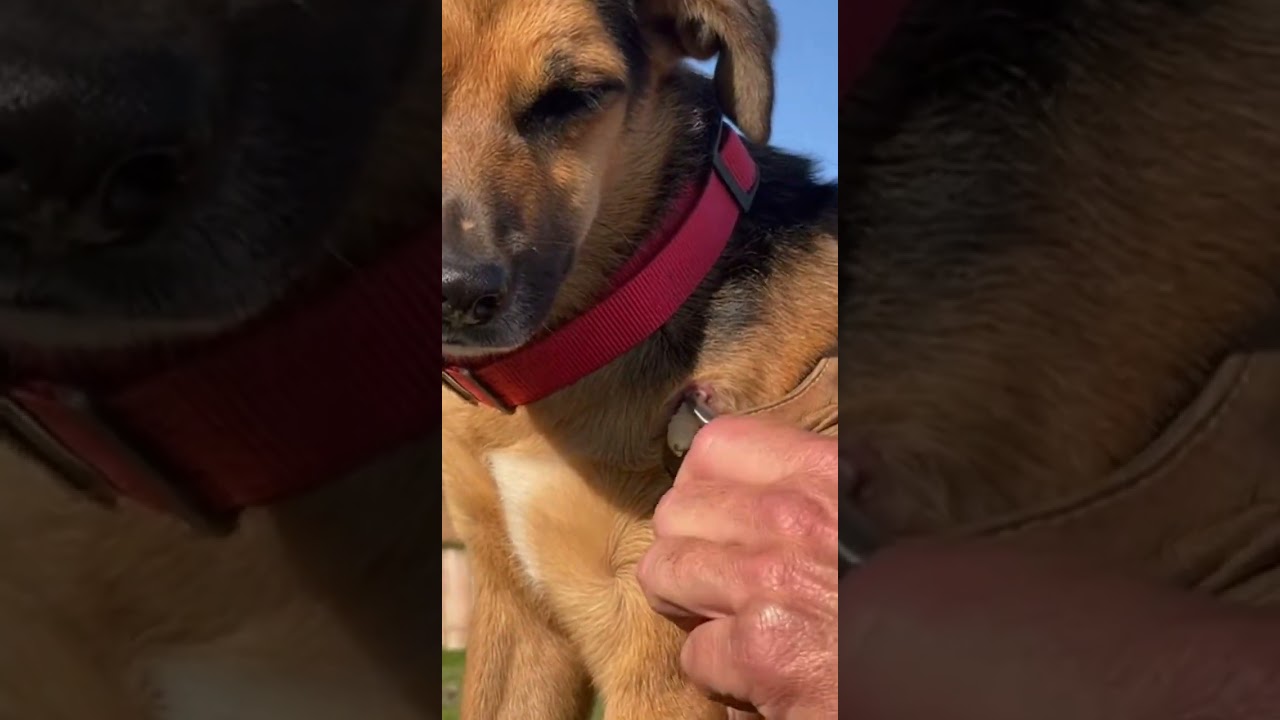 Botfly remove from dog 🐶  