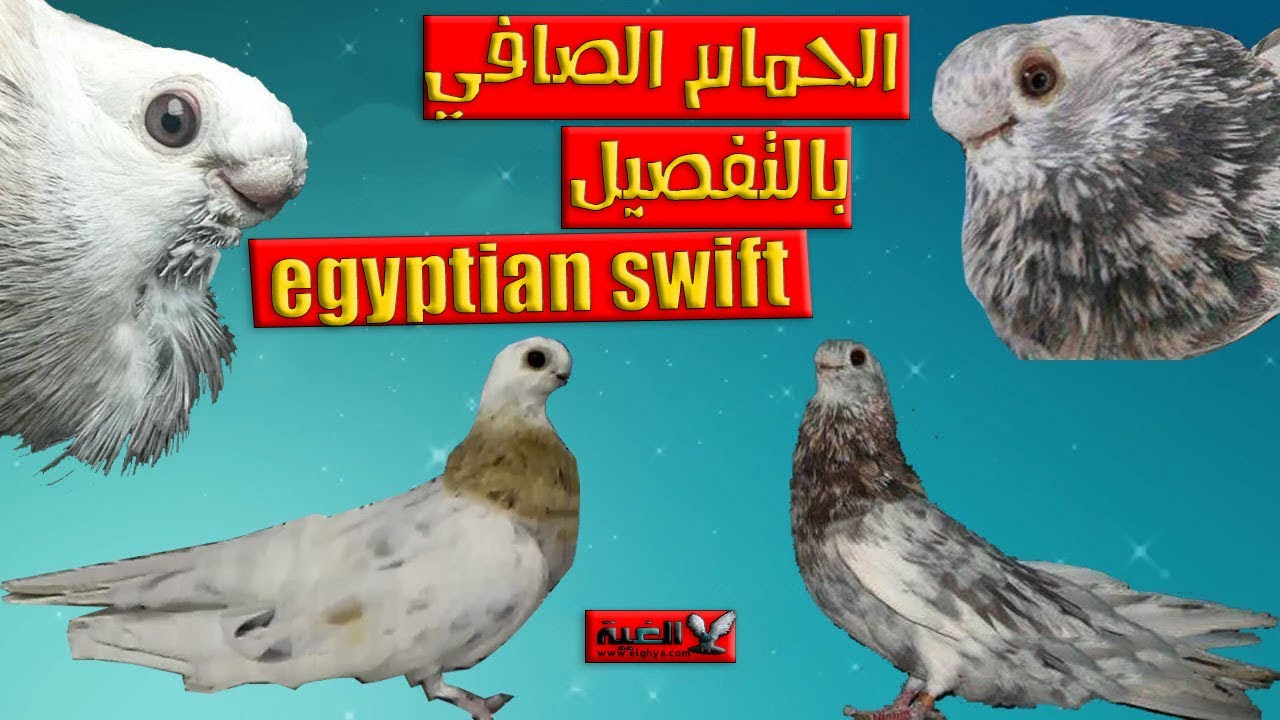 شرح مواصفات الحمام الصوافة وأتوابه بالتفصيل لأول مرة من#الغية#العمدة