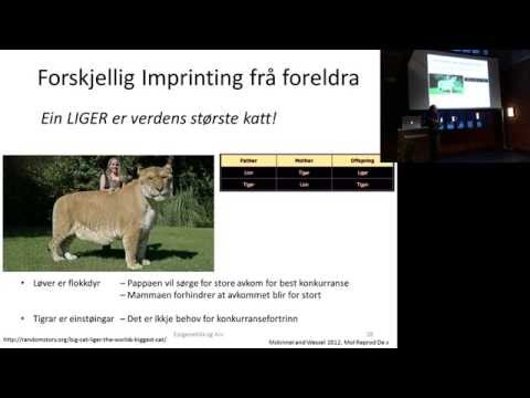 Video: Epigenetisk Regulering Af Satellitcelleaktivering Under Muskelregenerering