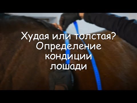 Определение кондиции лошади. Худая или толстая?