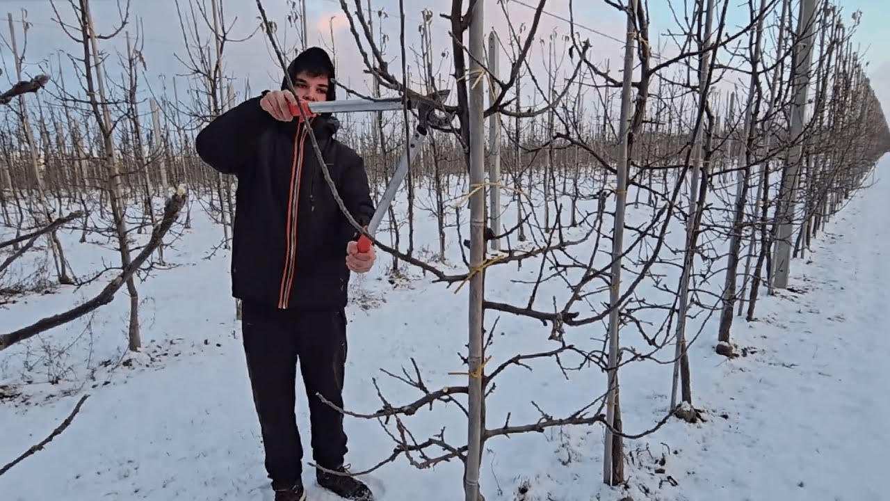 Pokaz cięcia według Filipa - Powrót zimy