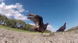 Turkey Vulture's eat a fish caught on camera with a GoPro