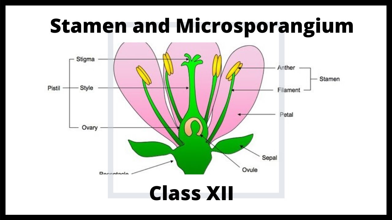 Class 12 L2 Reproduction in Flowering Plants STAMEN