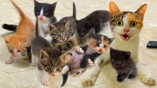 【和貓住】纸箱里掏猫窝猫条骗子掏出9只猫满载而归