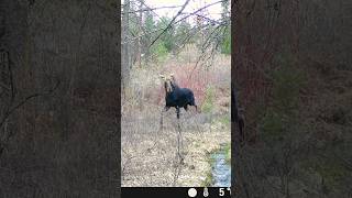 Moose Sighting in the Untouched Wilderness of Washington State! #beautiful #nature #wildlife