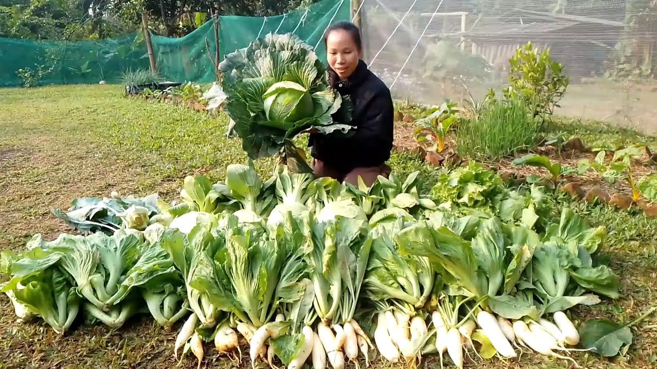 Thu hoạch bắp cải khổng lồ và ăn tại vườn, su hào, cải đông dư, cải chíp, củ cải.