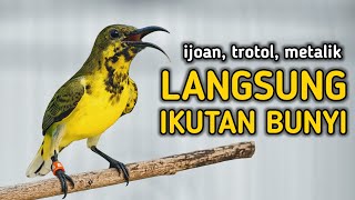 🔥Pancingan Sogon Agar Bunyi, Ampuh Bikin Sogon Lain Emosi Langsung Ikutan Bunyi