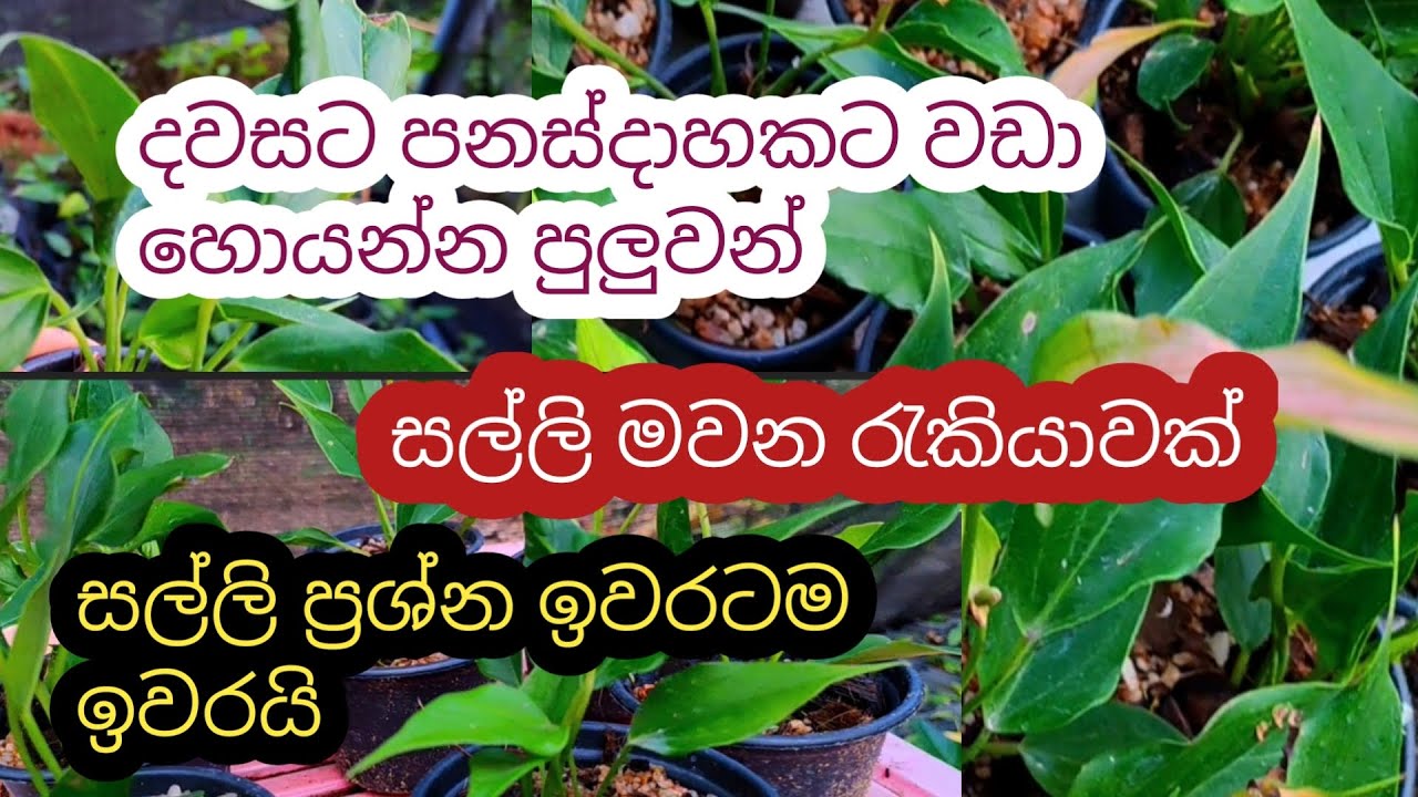 ගෙදර ඉදන් නිදහස් රැකියාවක් ||  පටන් ගත්තොත් ගොඩ