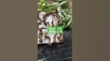 62tr lô sâm rừng xịn #sâm_ngọc_linh_rừng #sâm_ngọc_linh #sâm_lai_châu_rừng #sâm_ngọc_linh_rừng