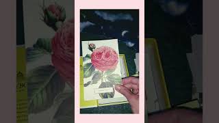 Roses ,100 postcards unboxing and look through.