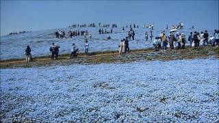 ひたち海浜公園 ネモフィラの丘 ネモフィラの丘 検索動画26 ひたち海浜公園 ネモフィラの丘 ネモフィラの丘 検索動画 26