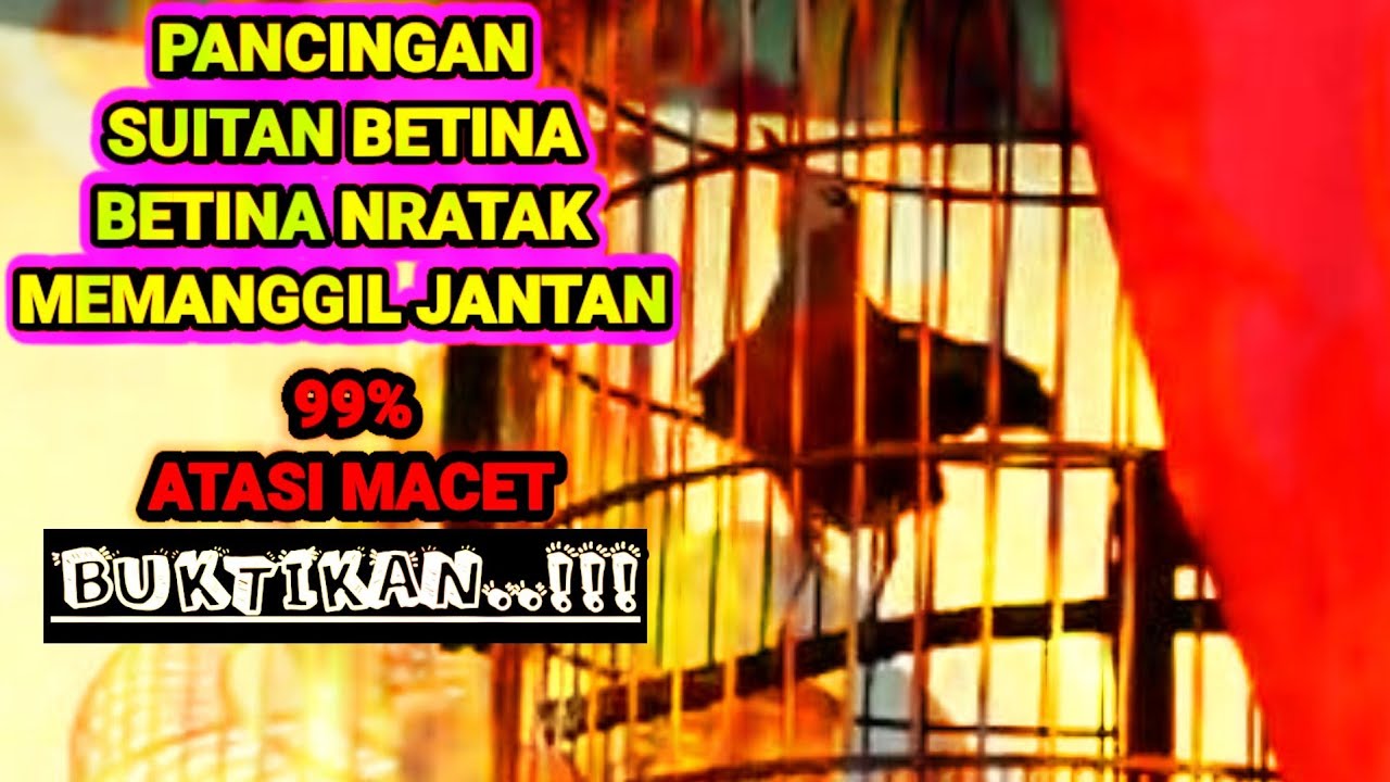 Pancingan anis merah betina memanggil jantan,anis MACET langsung ikut GACOR.