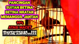 Pancingan anis merah betina memanggil jantan,anis MACET langsung ikut GACOR.