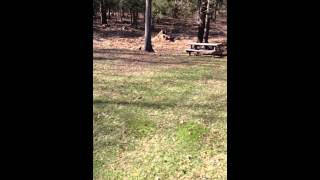 Gus Owen Easter Egg Hunt 2