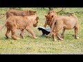 LION VS HONEY BADGER | Fearless Honey Badger Struggle For Survival With 4 Lions