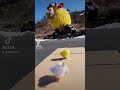 😱🐣 God påske! #Chicken #RC #Drone #Elefun