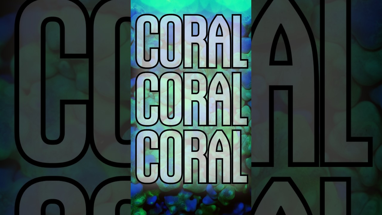 Calming Corals.