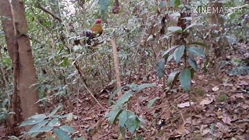 Dib qaib qus tua tau kiag lawm