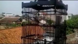 Download Lagu Cupetonk ciblek pull bren milik erman cebban MP3