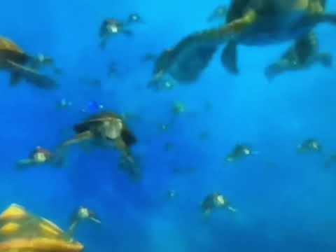 Finding Nemo current exit in Italian