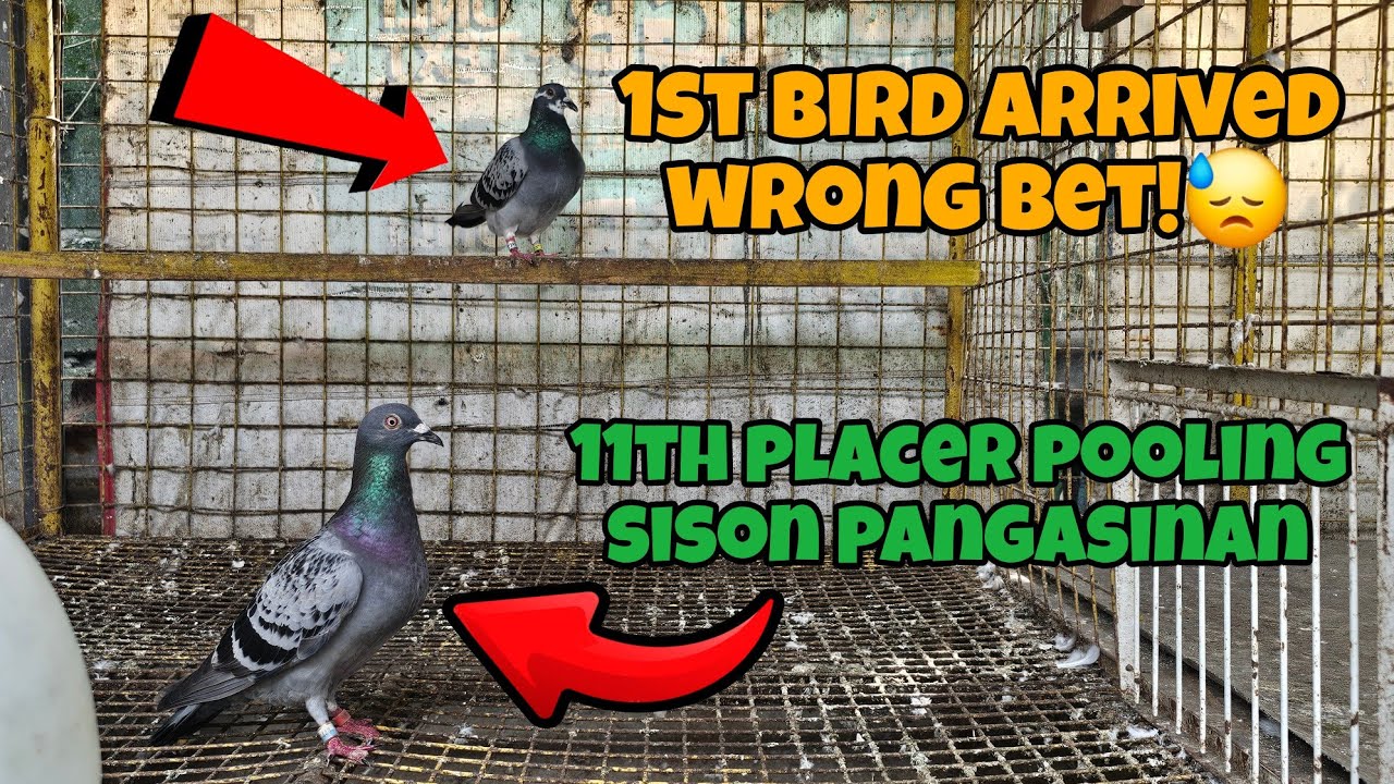 SISON PANGASINAN TRAINING MUNTIK NA MADALE YUNG POOLING!🤣