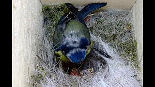 Blaumeise, drei hungrige Schnäbel im Nest - Blue tit, three hungry beaks in the nest - 2024 04 24