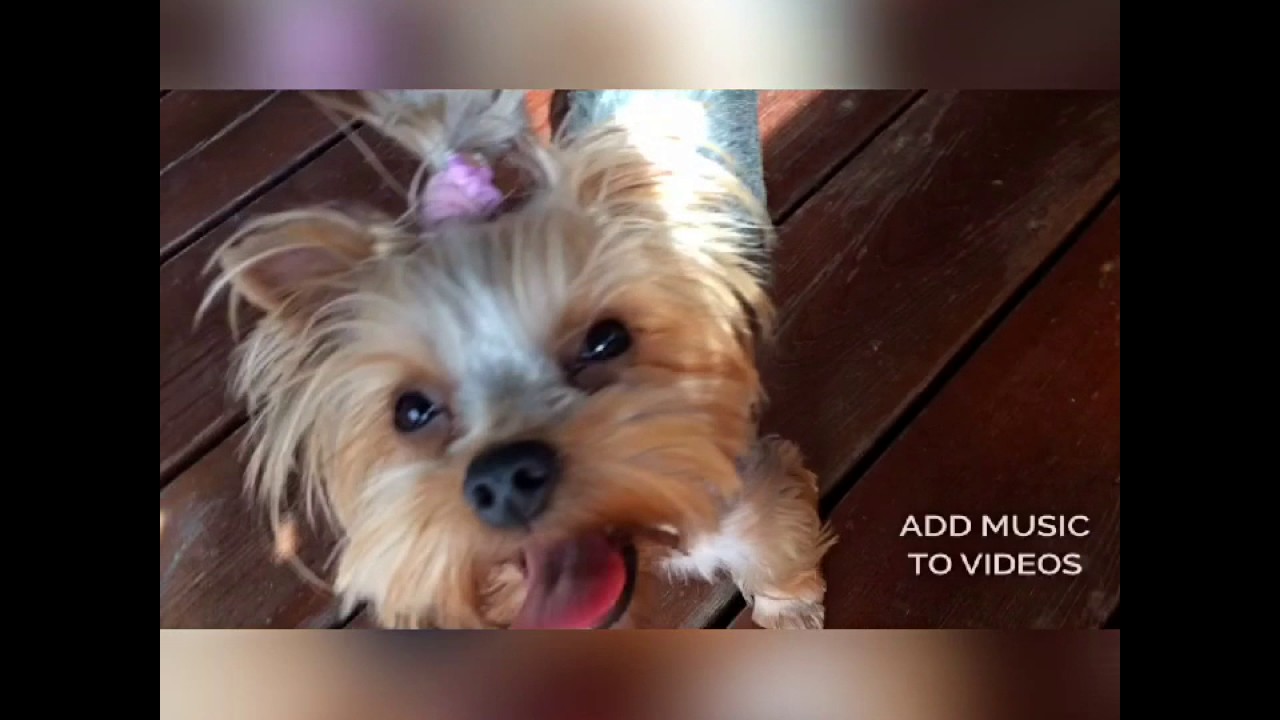 Tag знакомство с ёрком Тоей