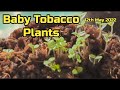 Tobacco Seeds Germination - the seeds have sprouted - Growing Tobacco - 12th May 2022