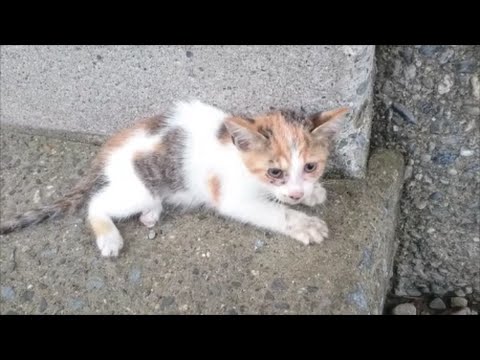 子猫を保護して1年-Rescue a kitten 1 year.【Uzu&Nene channel】ウズネネチャンネル