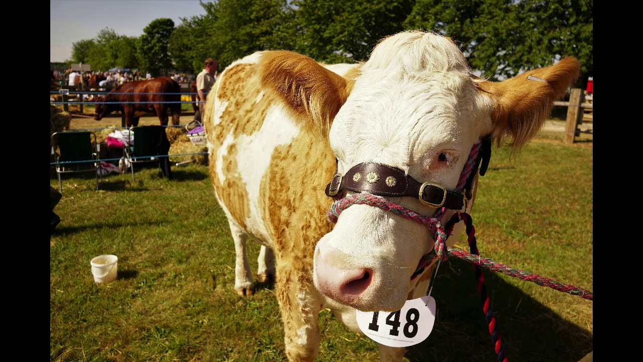 2018-07-18 Driffield Show-Livestock 