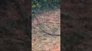 Nyoka Mkubwa Aonekana Chuo Kikuu Cha Dodoma Big Snake Seen In The University Of Dodoma Udom