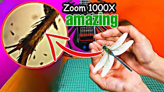 Dragonfly under the microscope_ZOOM×1000 #microbiology #Science #microscope